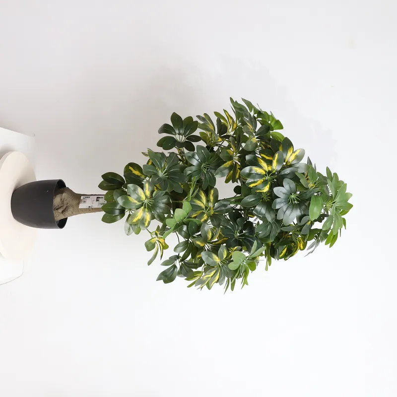 Bonsai Garden Price - Harga Pabrik Grosir Langsung Tanaman Bonsai