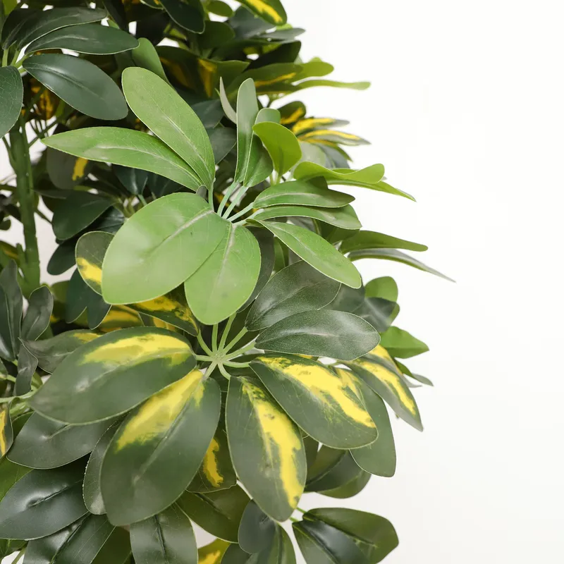 Harga Pabrik Grosir Langsung T - Bonsai Garden Price ulasan dan harga
