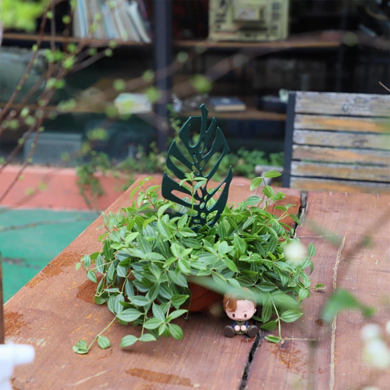 Tanaman Memanjat Dukungan Berd - Bonsai Garden Pot ulasan dan harga
